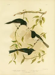 Papamoscas plomizo, 1891